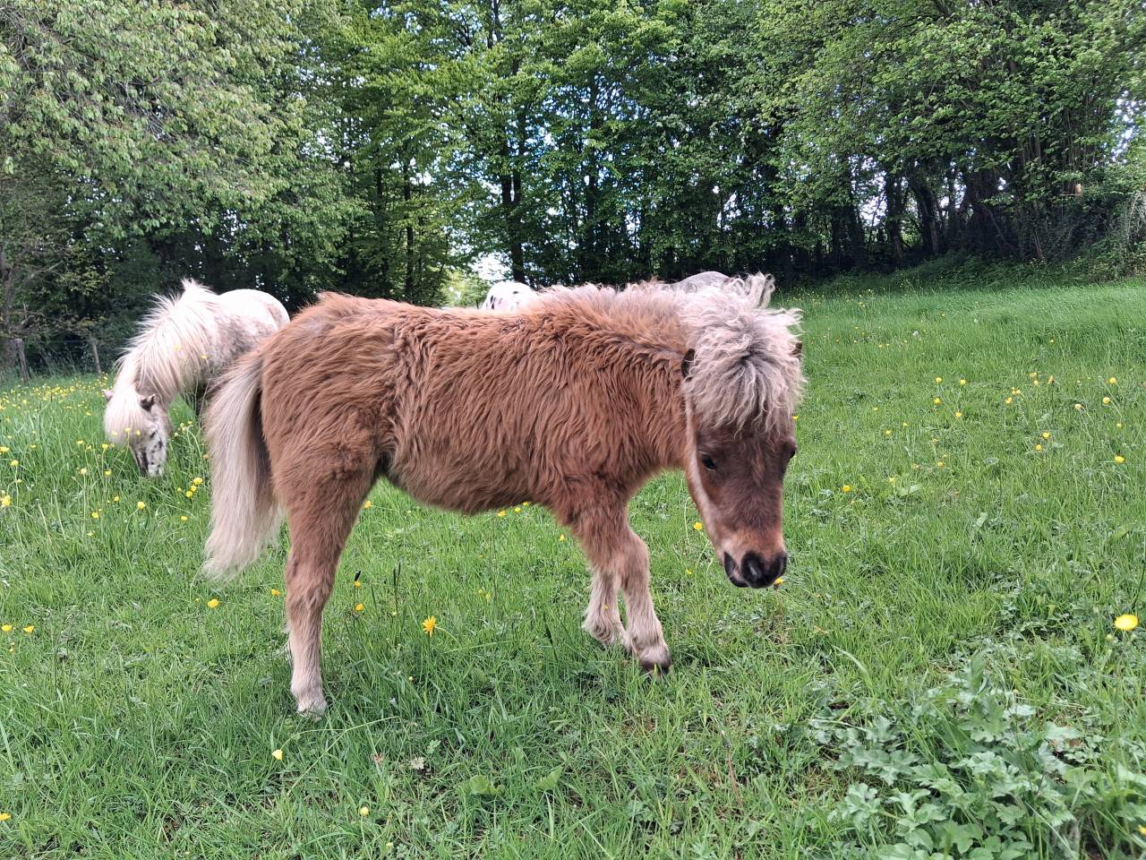 Minis horses