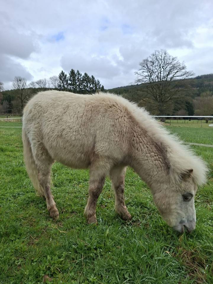 Poulain mini horse