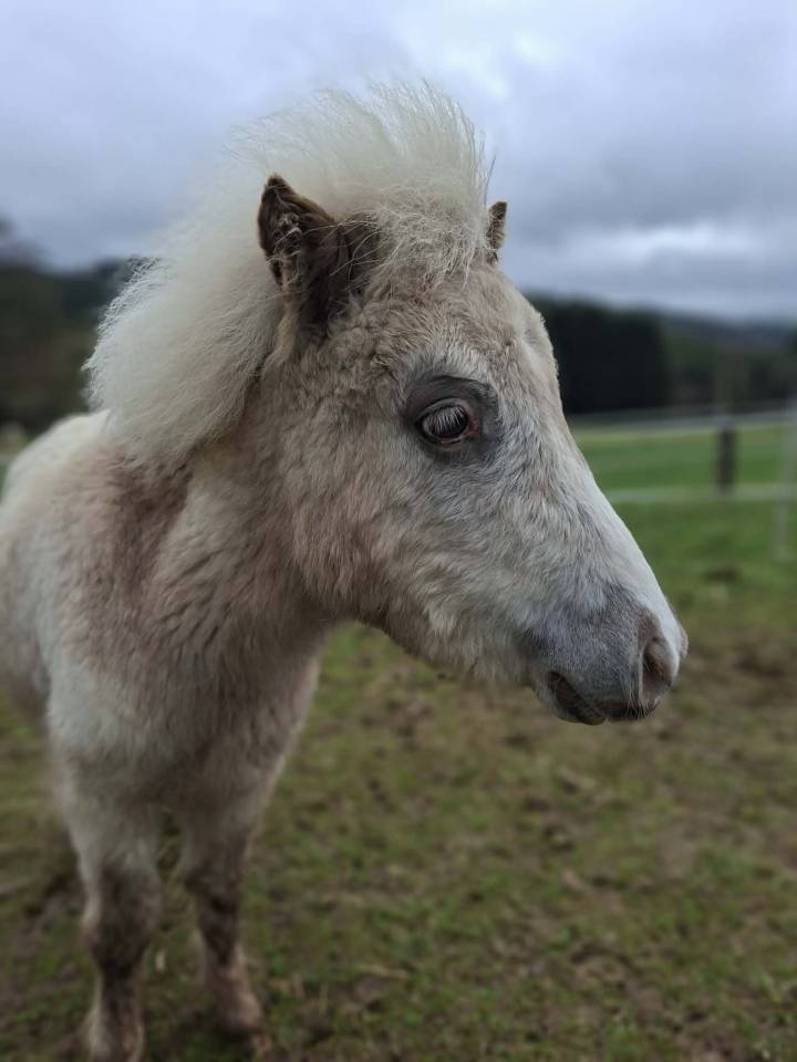 Poulain mini horse
