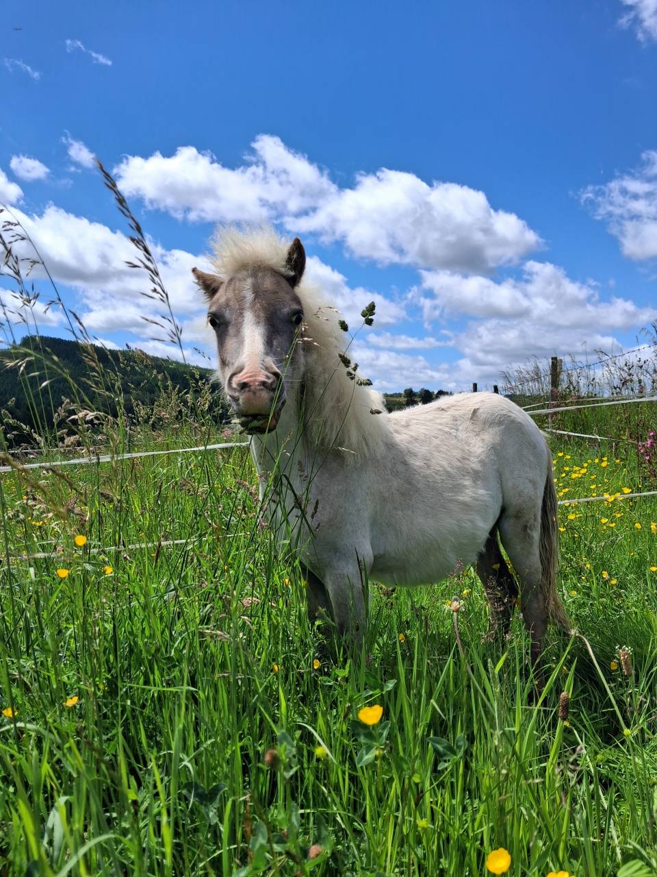 Poulain mini horse
