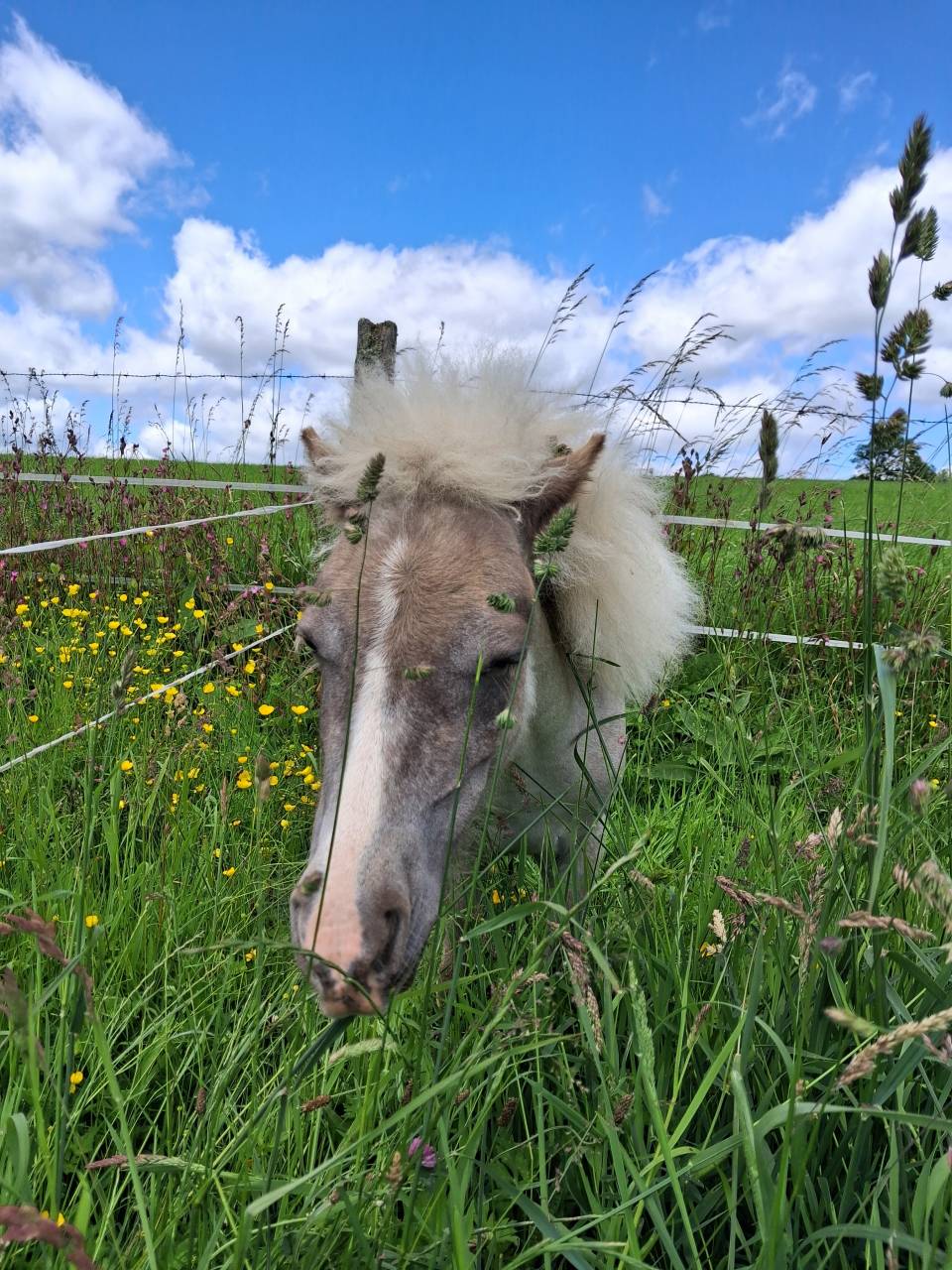 Poulain mini horse