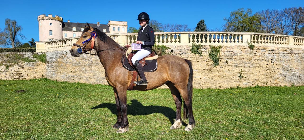 Poney Connemara 6 ans hors taille 