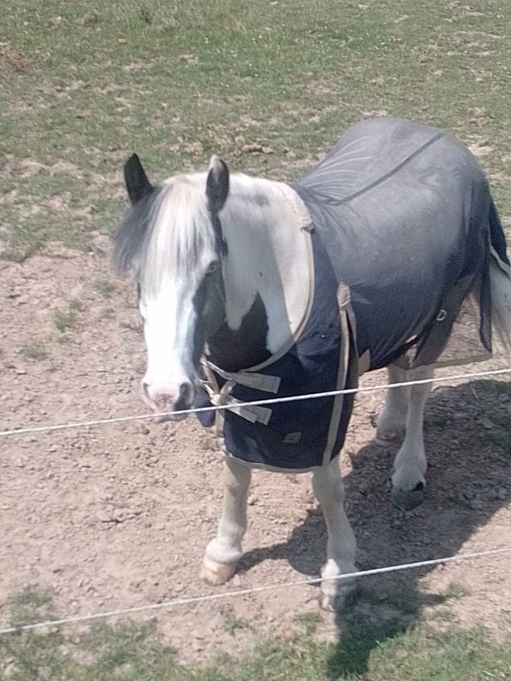 Magnifique jument Irish Cob 2 yeux bleus gestante