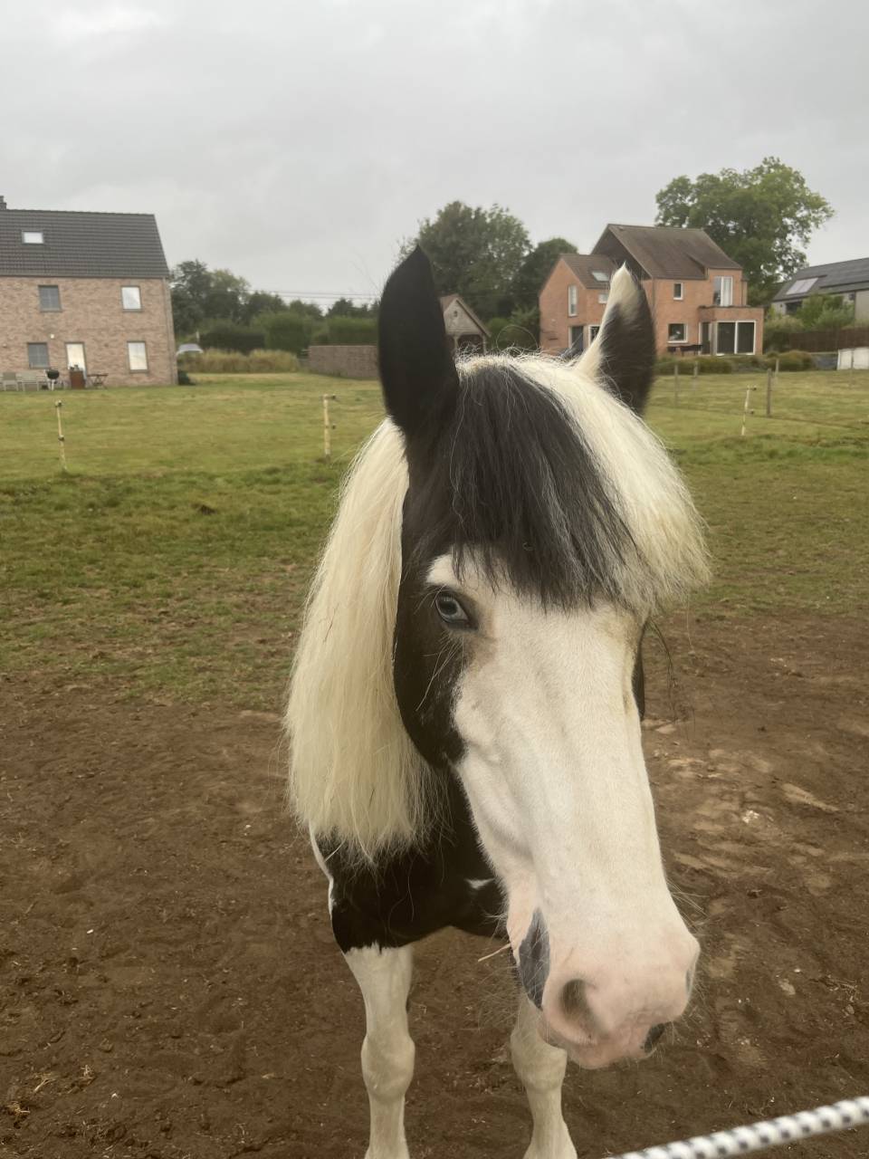 Magnifique jument Irish Cob 2 yeux bleus gestante