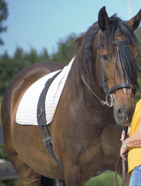 Lusitanien &agrave; vendre