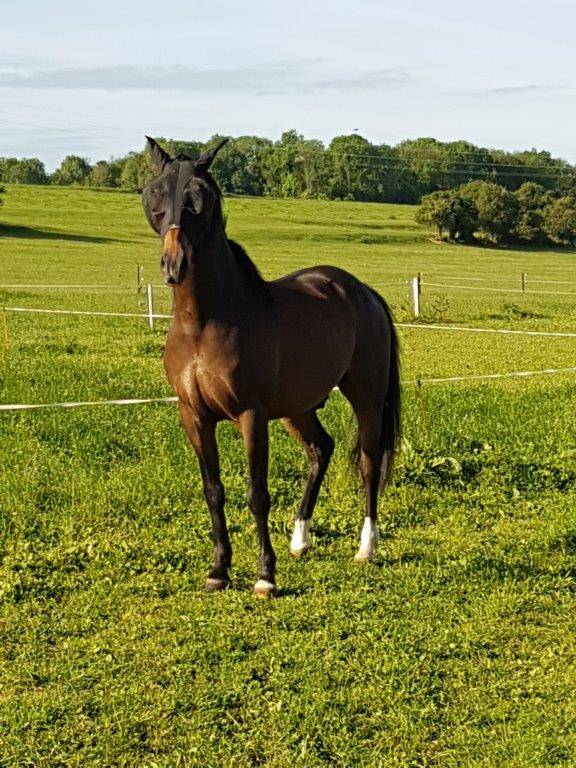 Lusitanien &agrave; vendre