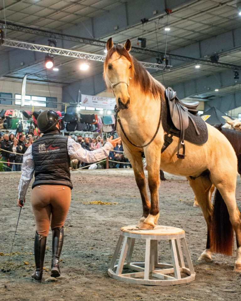 OLIVIO ANGOSTURA, superbe hongre PRE isabelle de 5 ans