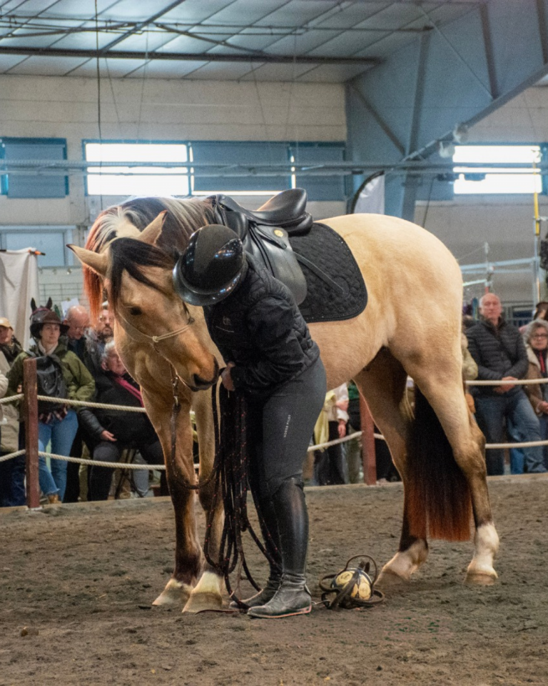 OLIVIO ANGOSTURA, superbe hongre PRE isabelle de 5 ans