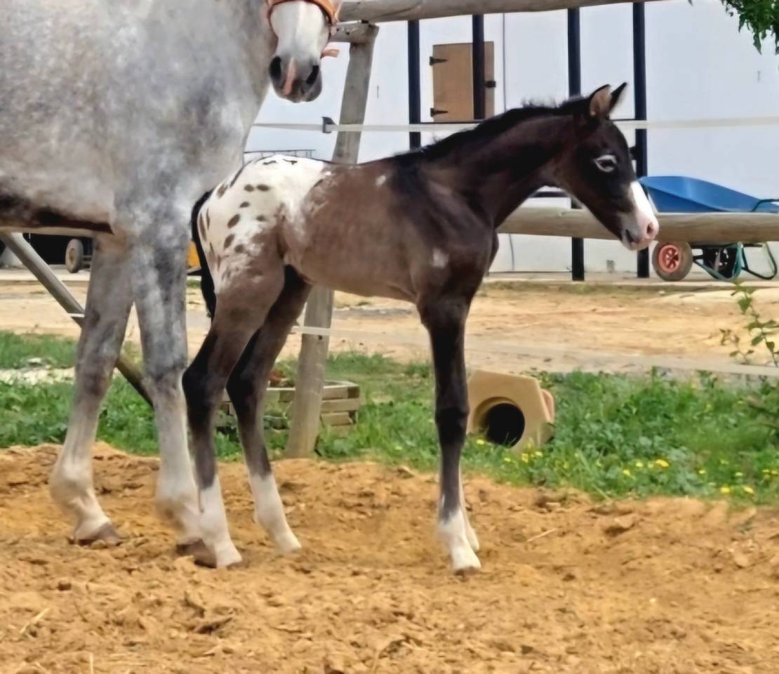 Jument CDE Caballo Deporte Espanol A vendre 2019 Gris