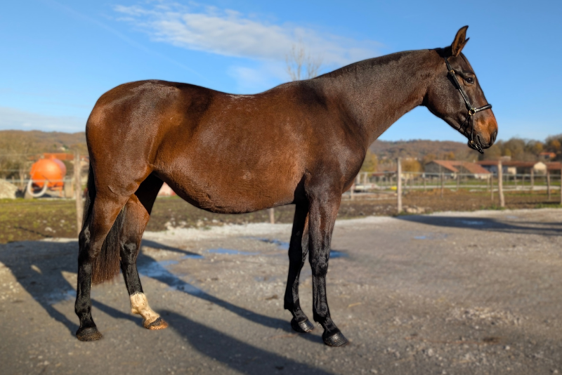 Embajadora MP II, un mental en or