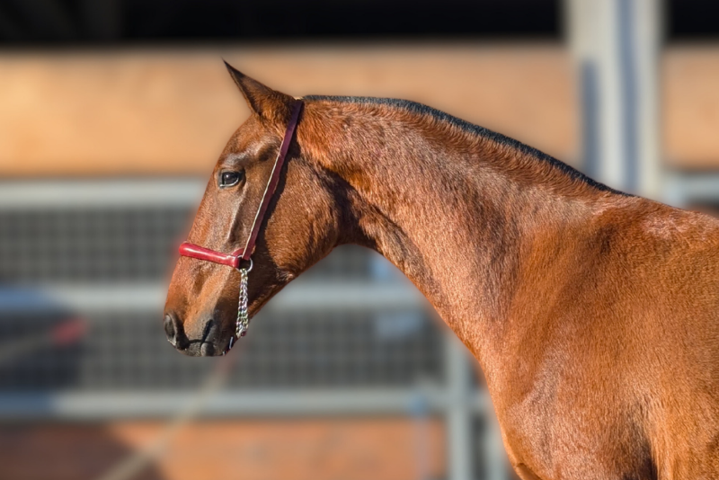 Hispana Soto Gil, une proximit&eacute; naturelle avec l&rsquo;humain