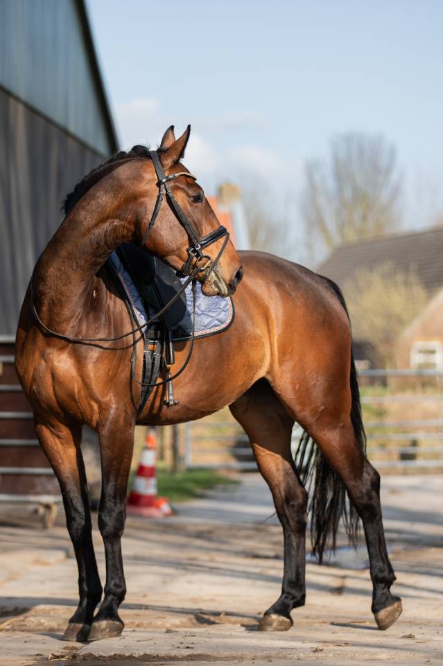 Jument KWPN Cheval de Sport N&eacute;erlandais A vendre 2022 Brun par Giano
