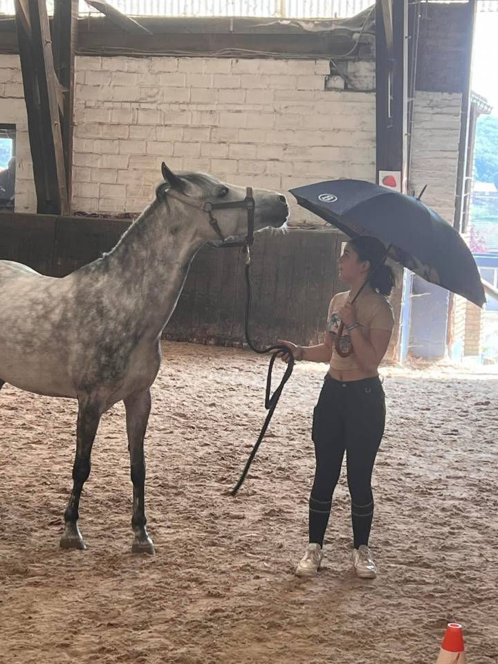 Chic hongre type welsh