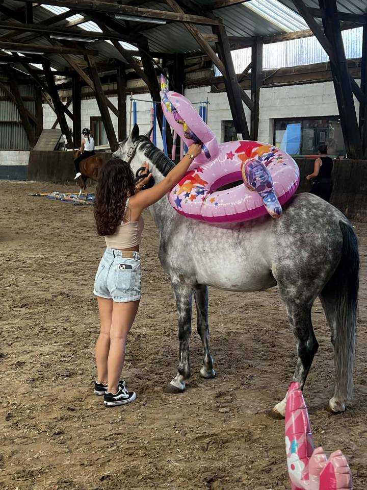 Chic hongre type welsh