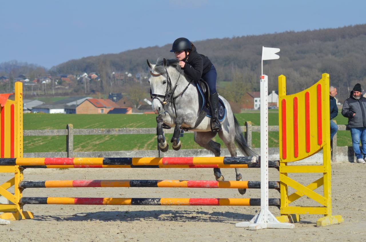 Chic hongre type welsh