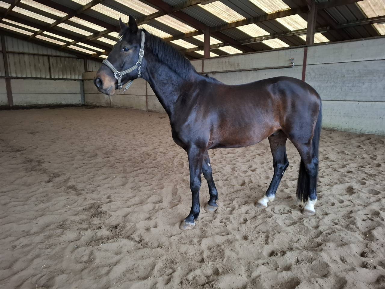Cheval de sport &agrave; vendre