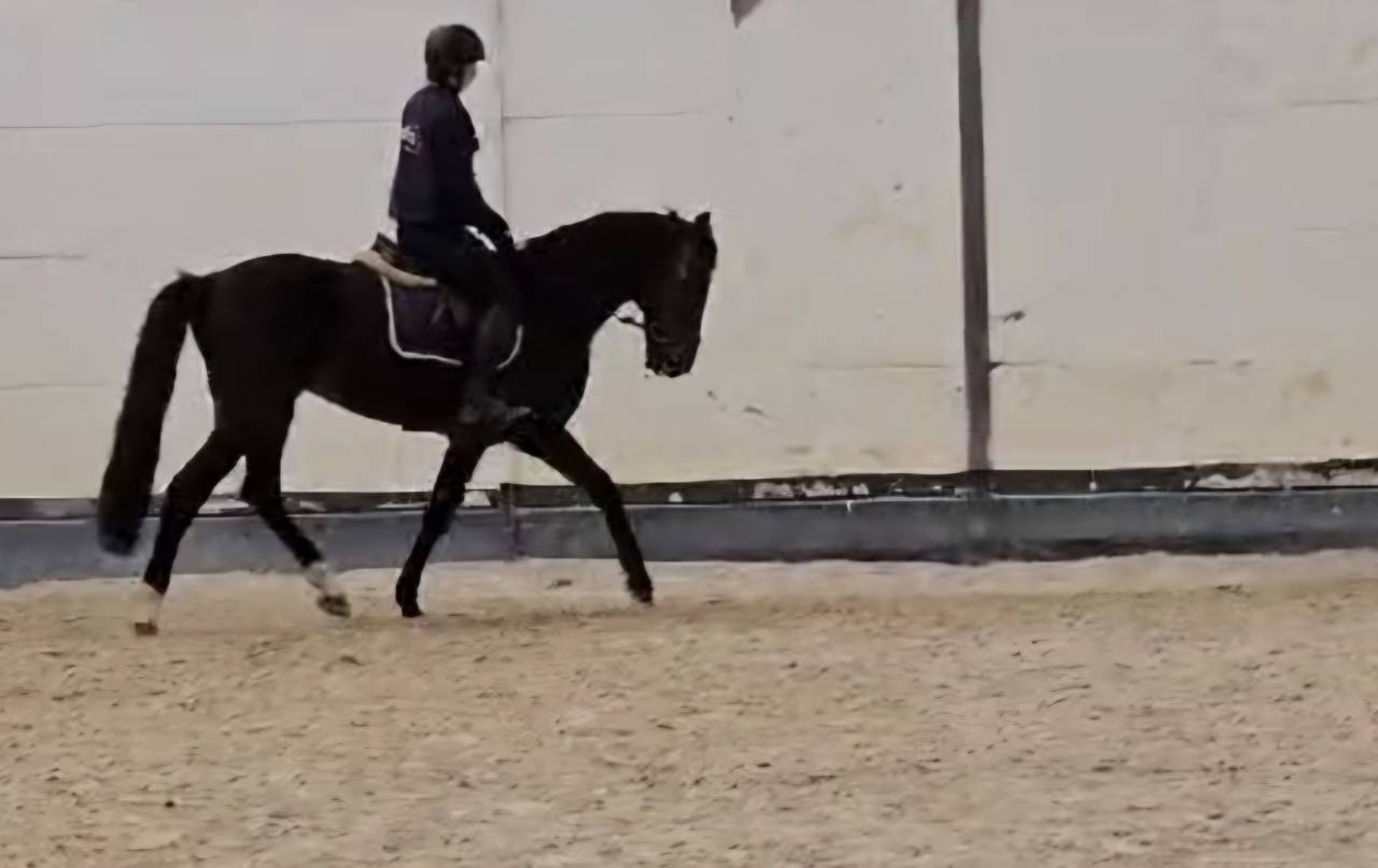Cheval de sport &agrave; vendre