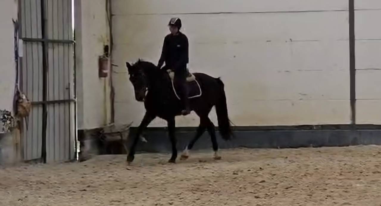 Cheval de sport &agrave; vendre