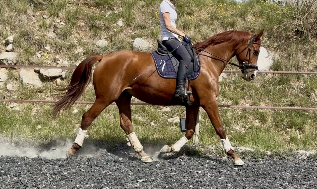 Jument SF polyvalente