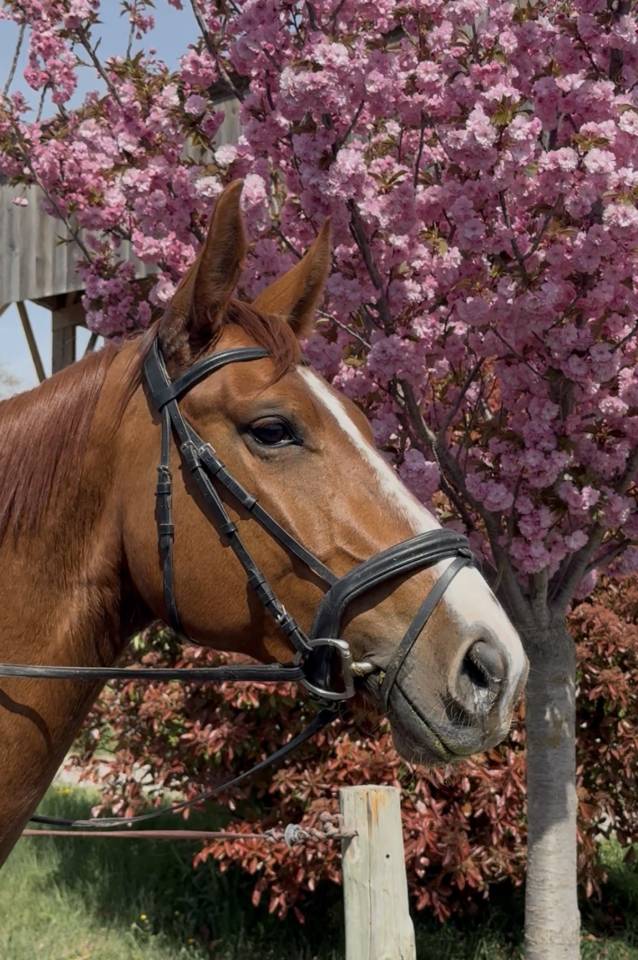 Jument SF polyvalente