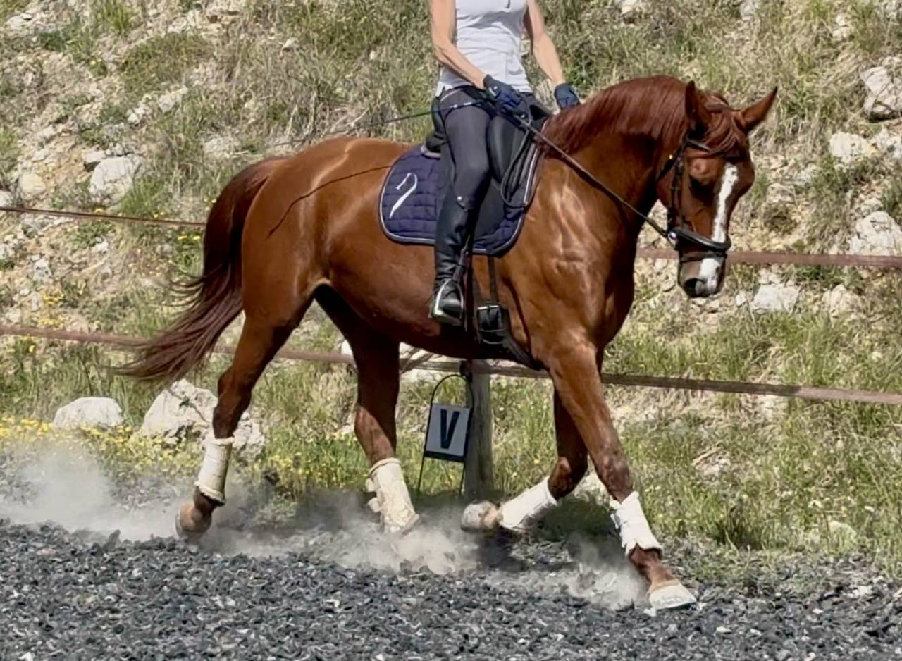 Jument SF polyvalente