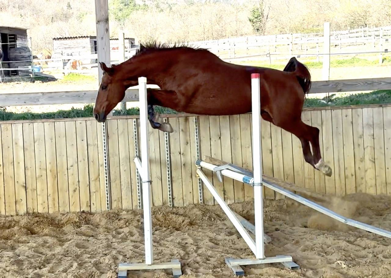 Jument SF polyvalente