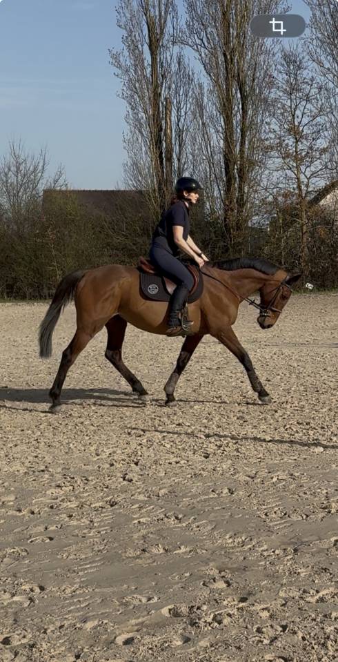 Cheval loisirs -comp&eacute;tition 