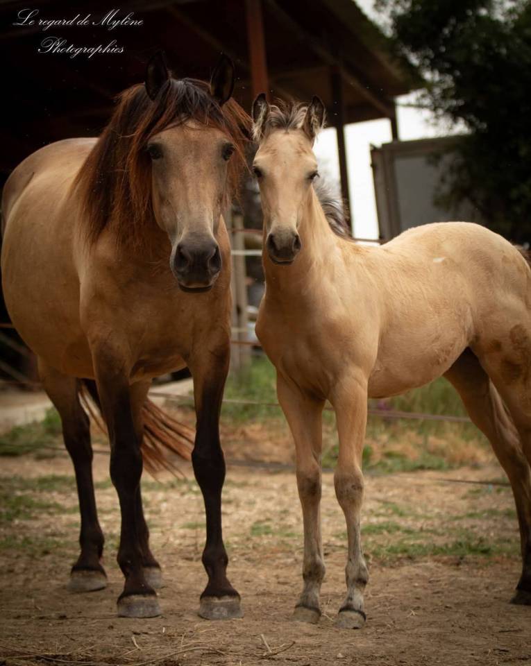 Pouliche pleins papiers race cr&egrave;me robe isabelle 
