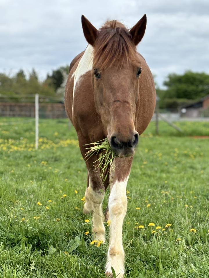 Jument &agrave; vendre de 13 ans