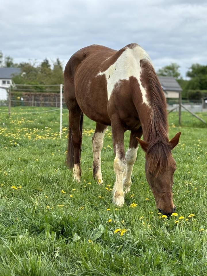 Jument &agrave; vendre de 13 ans