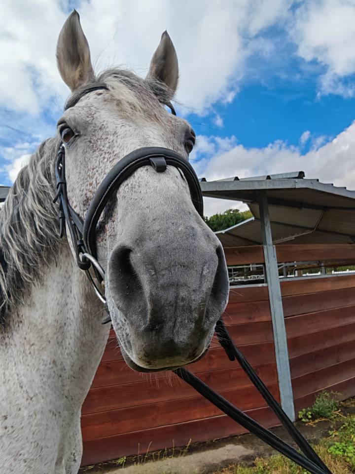 PRE PP entier 11 ans &ndash; Tr&egrave;s bon mental, polyvalent, 9 9
