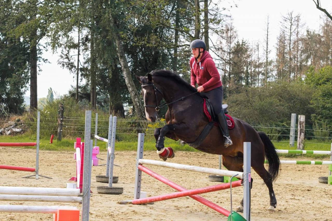 Chevai &agrave; vendre