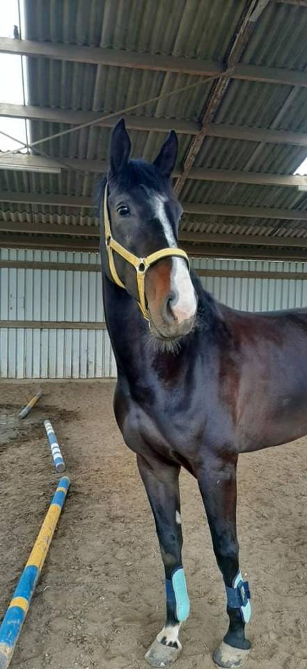 Chevai &agrave; vendre