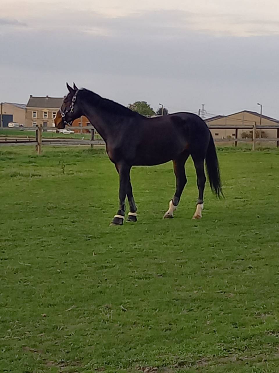 Chevai &agrave; vendre