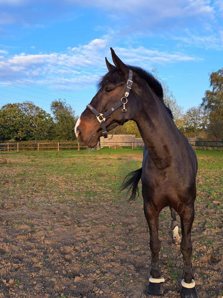Chevai &agrave; vendre