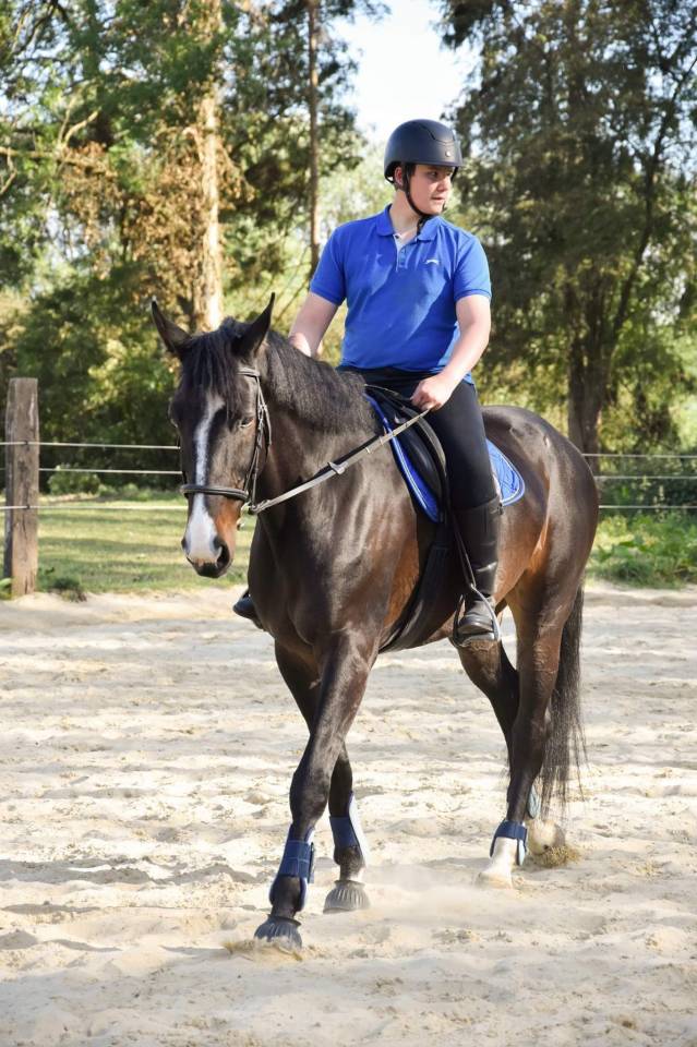 Chevai &agrave; vendre