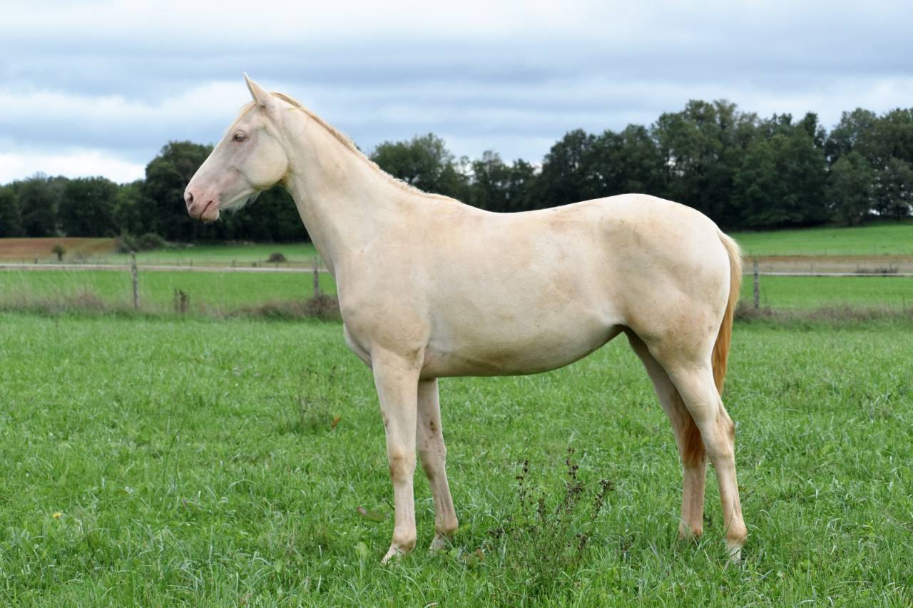 Jument 2ans Perlino SELLE FRANCAIS