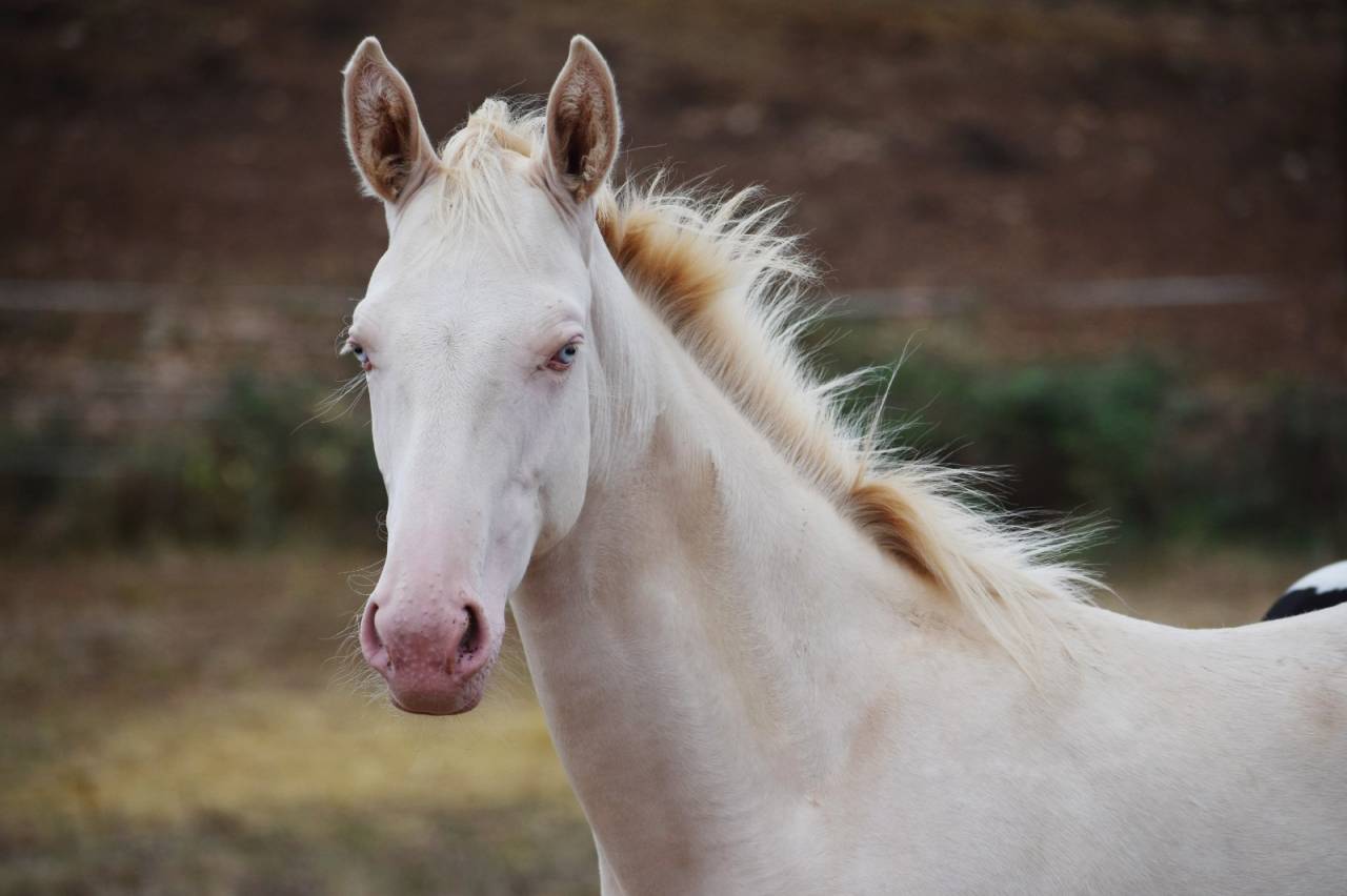 Jument 2ans Perlino SELLE FRANCAIS