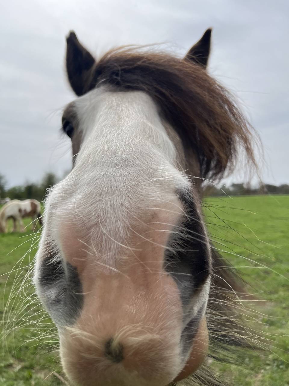 Jument Irish Cob &agrave; vendre