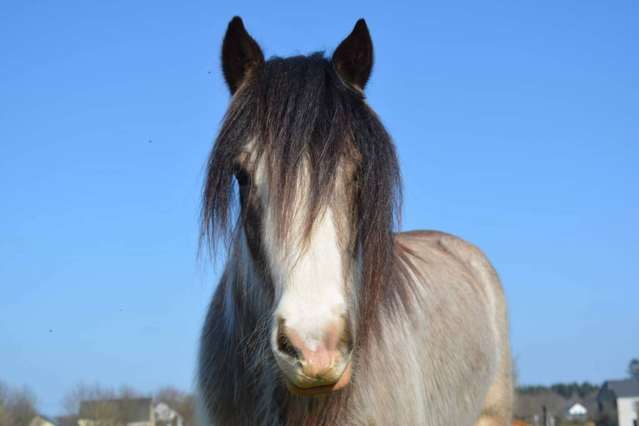 Jument Irish Cob &agrave; vendre