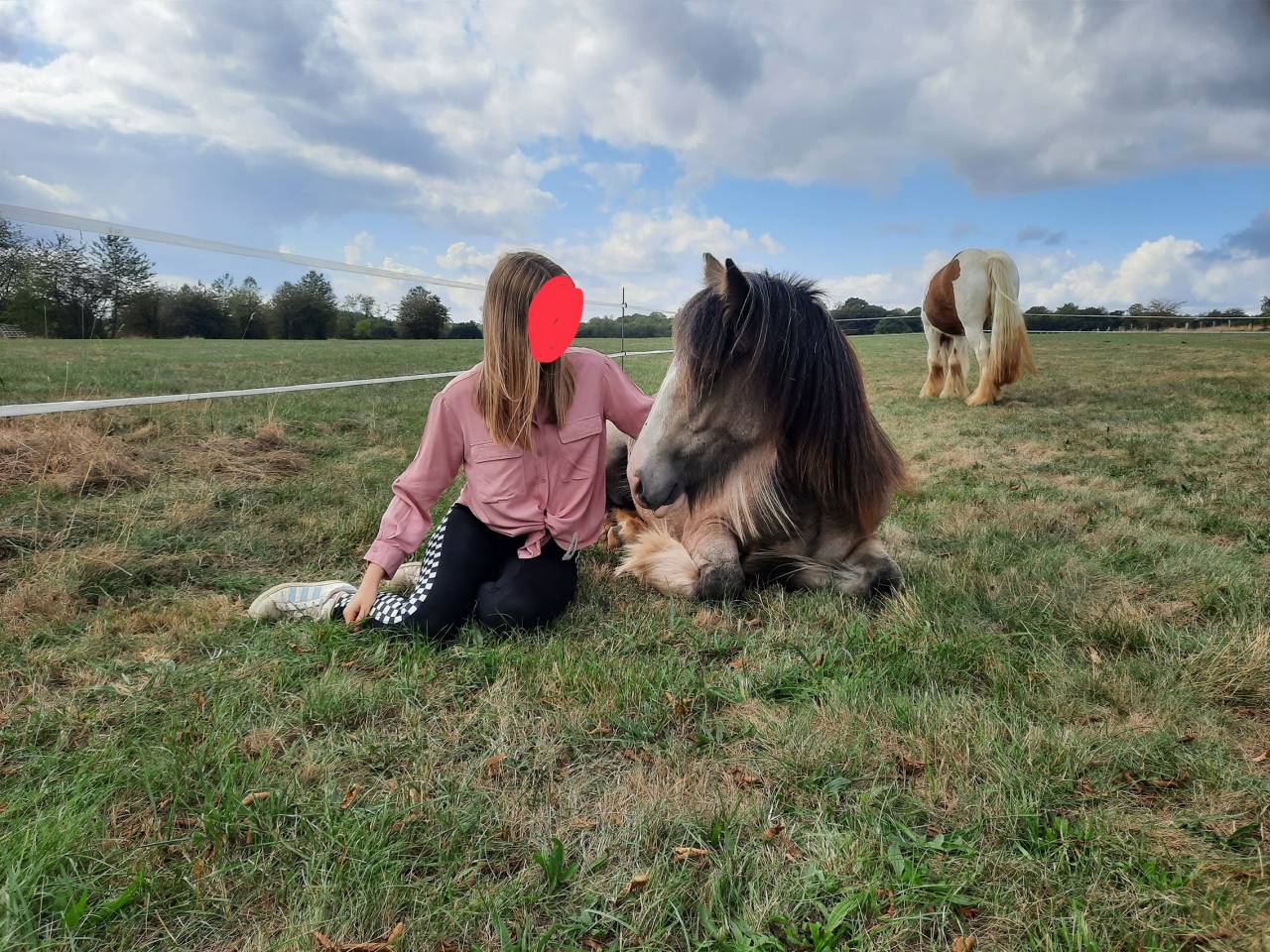 Jument Irish Cob &agrave; vendre