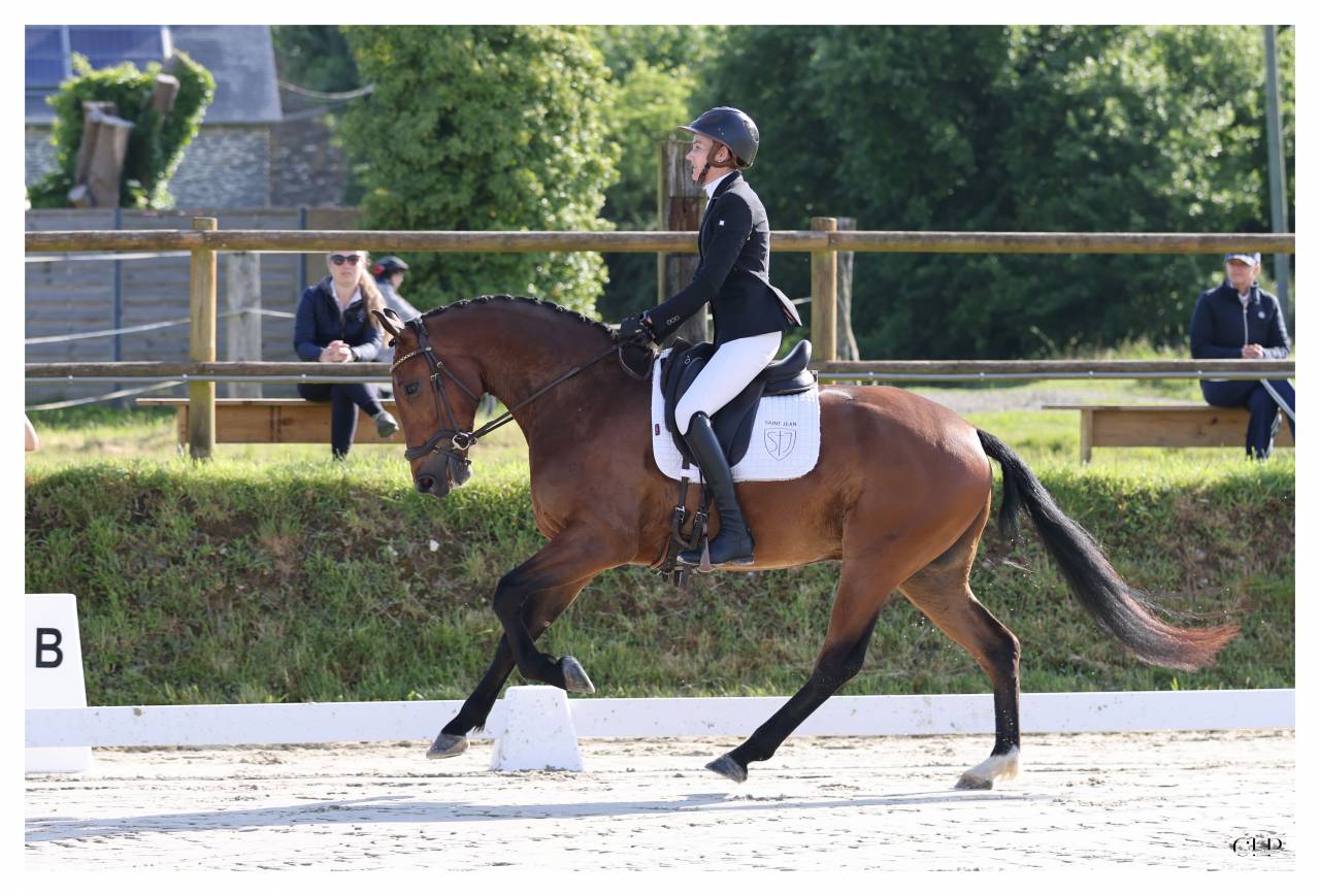 Hongre - KWPN - 4 ans - Dressage - France 