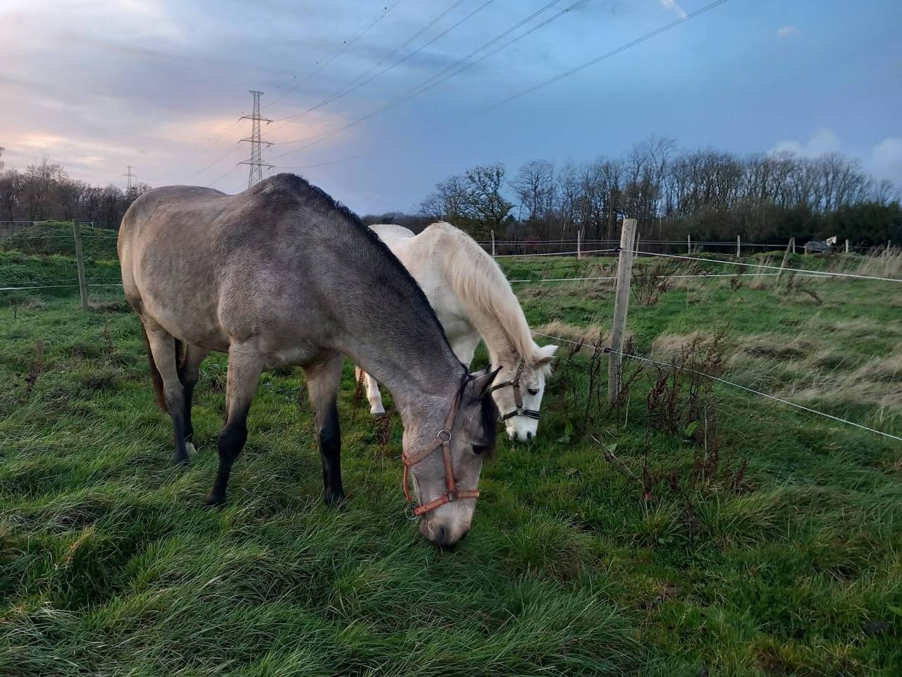 Pension pour chevaux ( 2 boxes libres). 