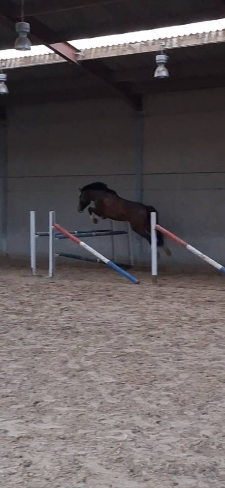 Jument 6 ans &agrave; vendre