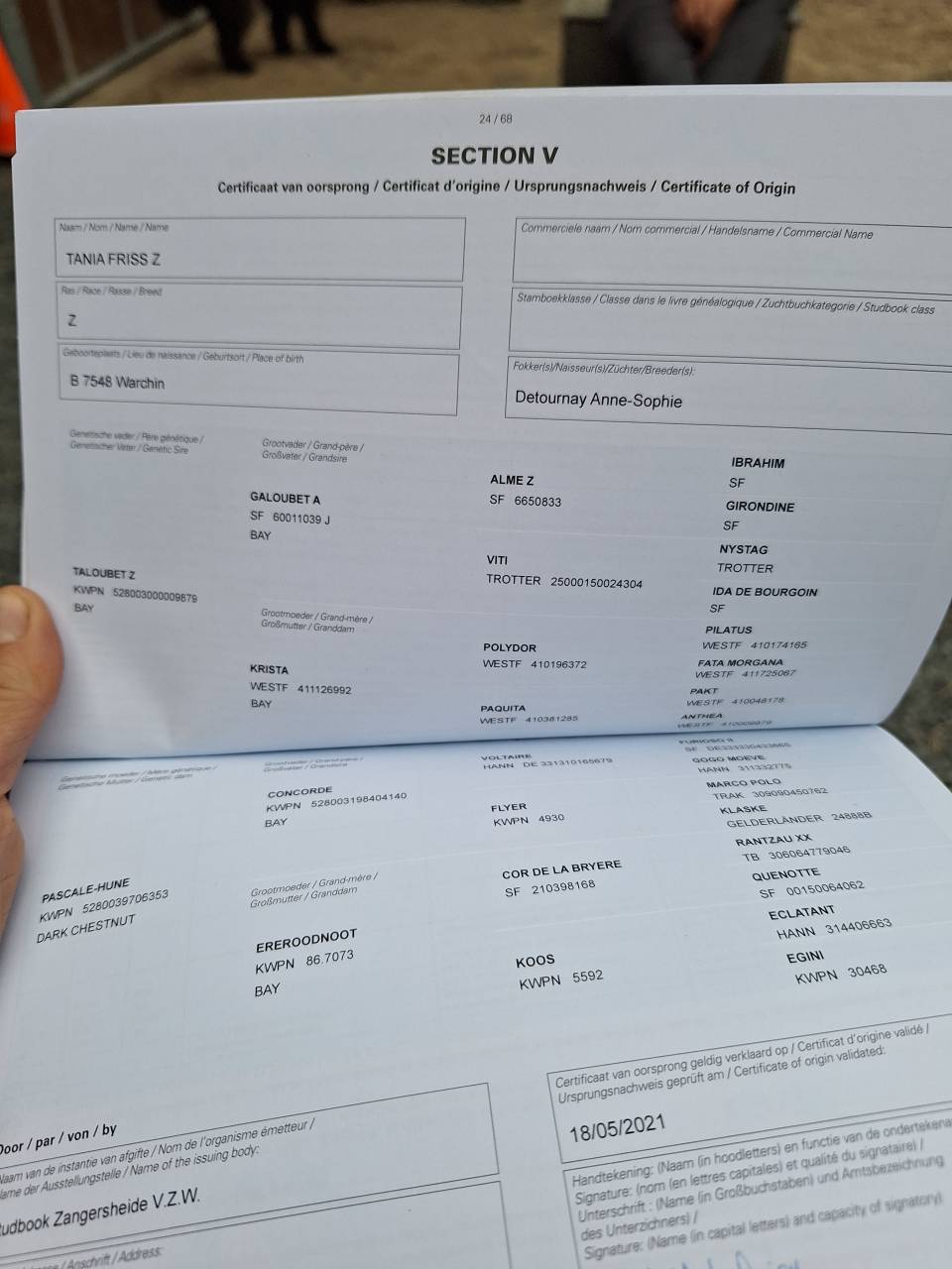 Jument 6 ans &agrave; vendre