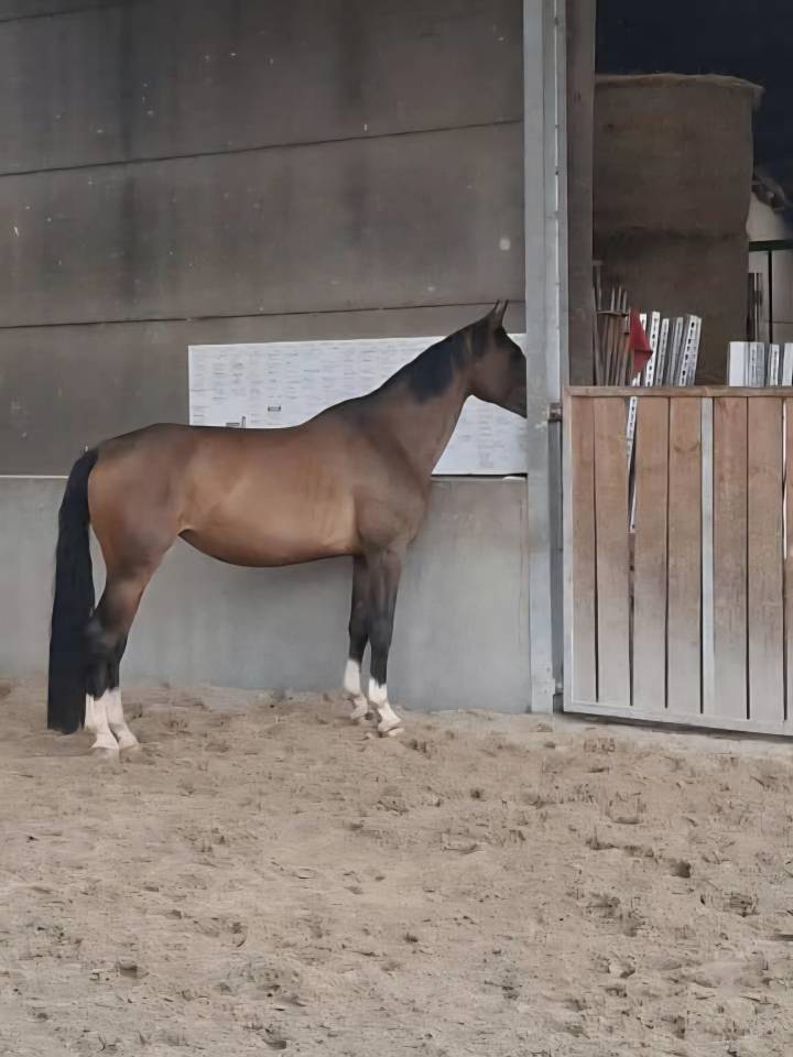 Jument 6 ans &agrave; vendre