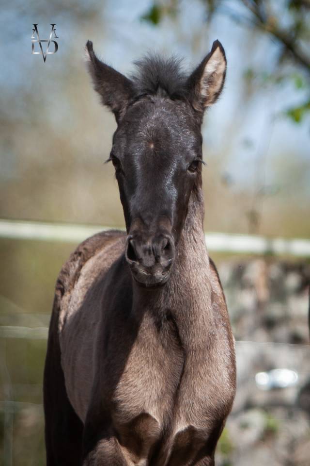 Pouliche PR Espagnole noire &agrave; vendre en Normandie