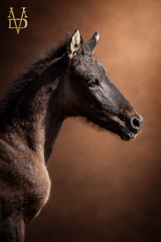 Pouliche PR Espagnole noire &agrave; vendre en Normandie