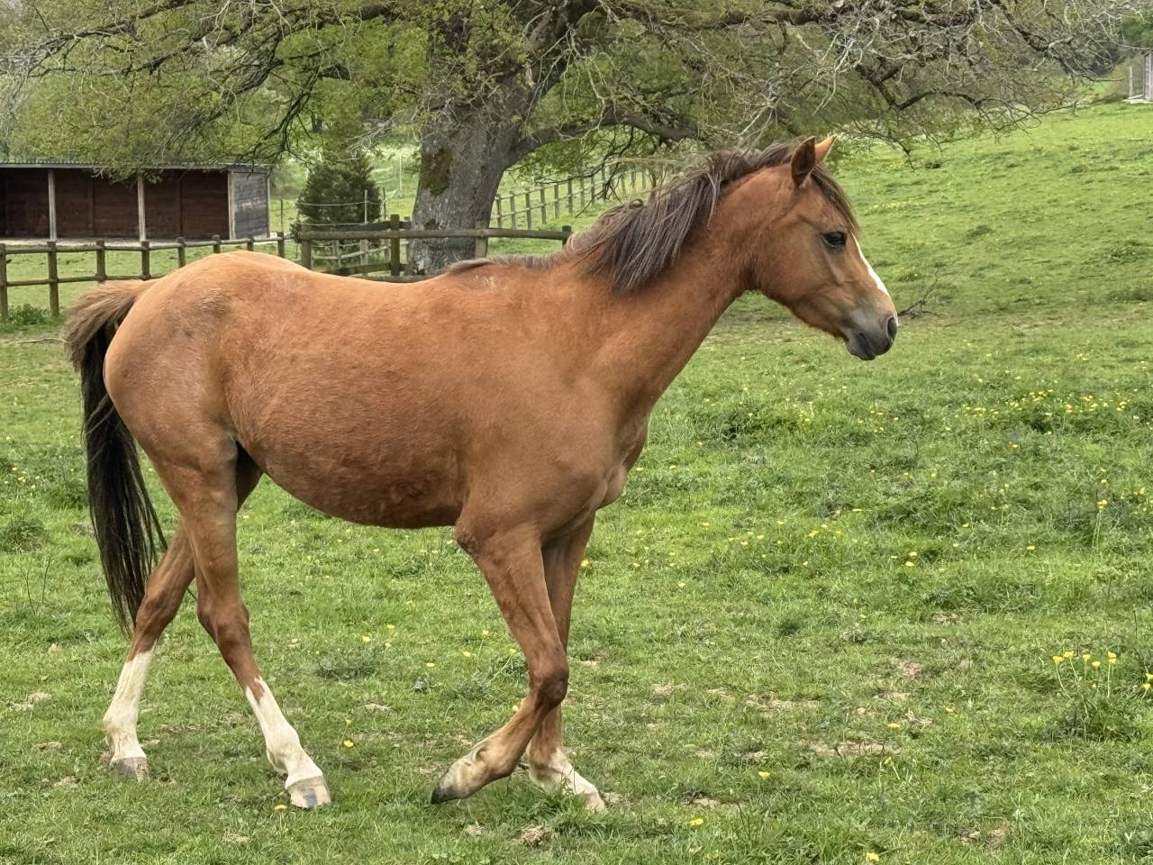 Ponette taille C Welsh part bred