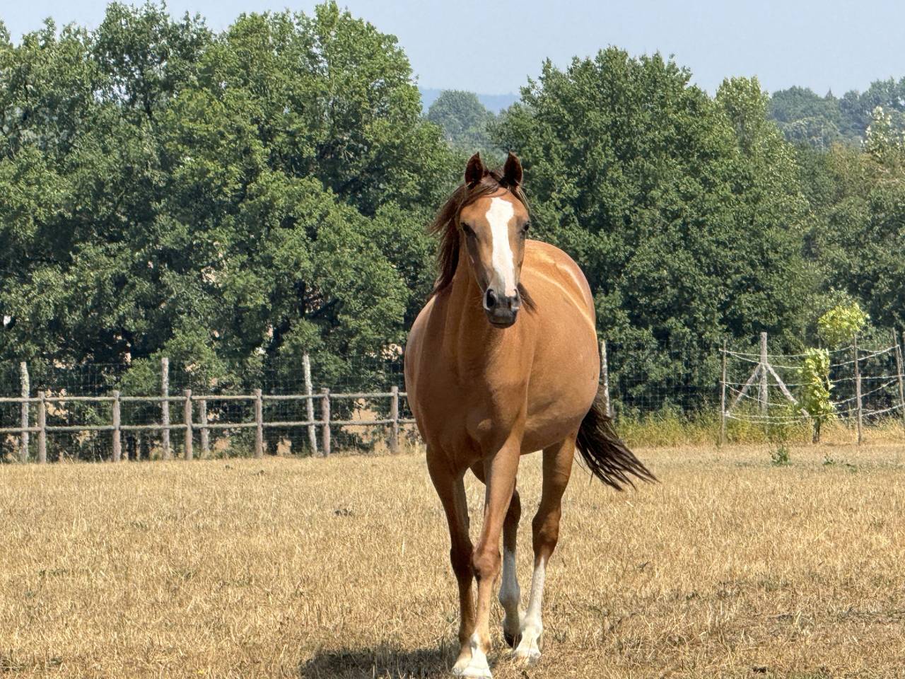 Ponette taille C Welsh part bred